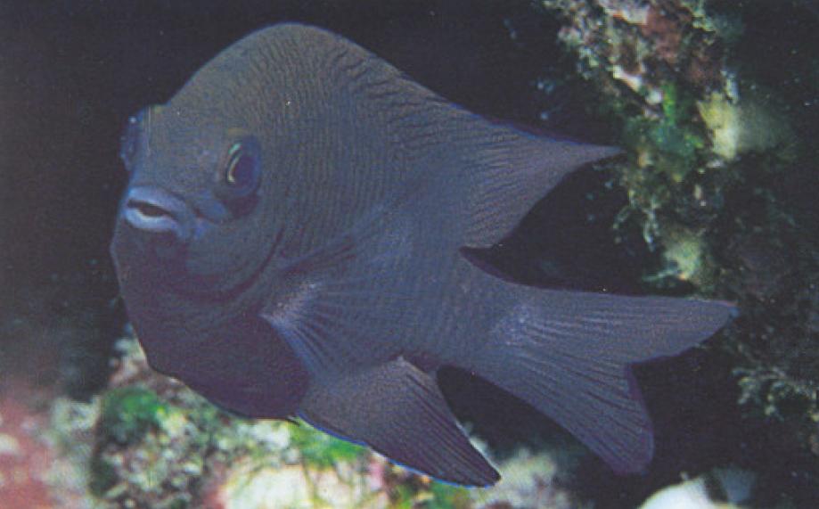 Damisela de aleta larga EcuRed