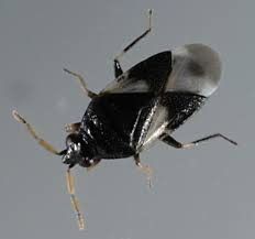 Orius tristicolor port.jpeg