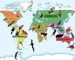 Zoogeografia ciencia.jpg