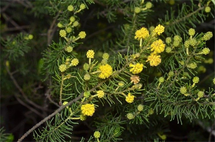 Archivo:Acacia leptalea.jpg