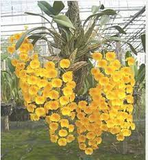 Dendrobium Amarillo.jpg