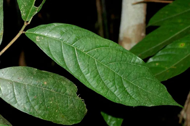 Archivo:Ficus rosulata 1.jpg
