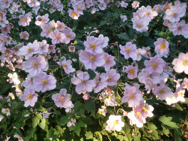 Archivo:Images anemonas.jpeg