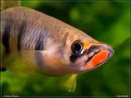 Panchax de labios negros.jpeg