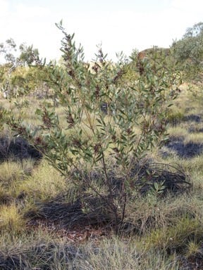 Archivo:Acacia gonoclada 1.jpg