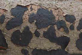 Biscogniauxia nummularia.jpg