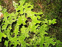 Lobaria pulmonaria.jpg