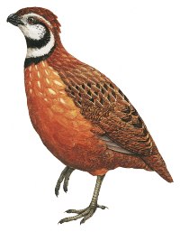 Archivo:Odontophorus strophium.png