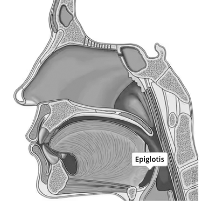 Archivo:4-Epiglotis.png