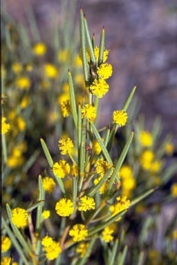 Archivo:Acacia hystrix 2.jpg