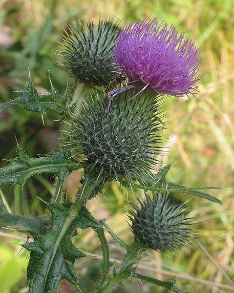Archivo:Cirsium vulgare 1.jpg