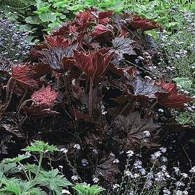 Heuchera palace purple.jpg