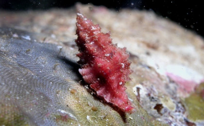 Archivo:Ocenebra erinaceus.jpg