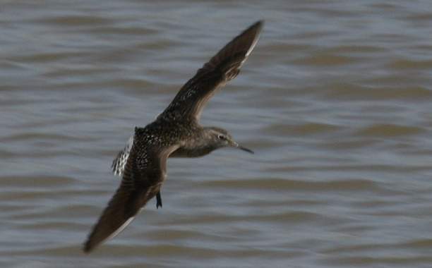 Archivo:Tringa glareola.jpg