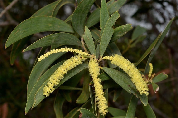 Archivo:Acacia leptocarpa 3.jpg
