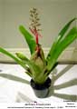 Aechmea bracteata var. pacifica.Cultivo.jpg