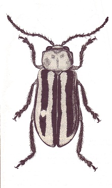 Disonycha matanzano.jpg