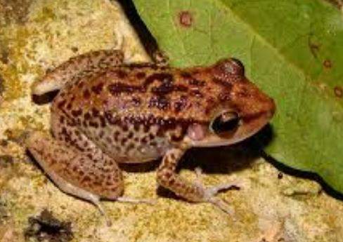 Archivo:Eleutherodactylus michaelschmidi.jpg