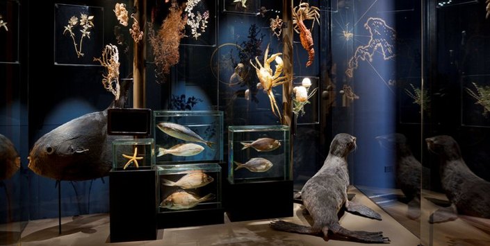 Archivo:Especies Archipiélago Juan Fernández, Sala Islas.jpg