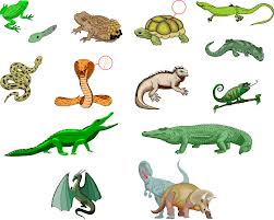 Reptiles123.jpeg