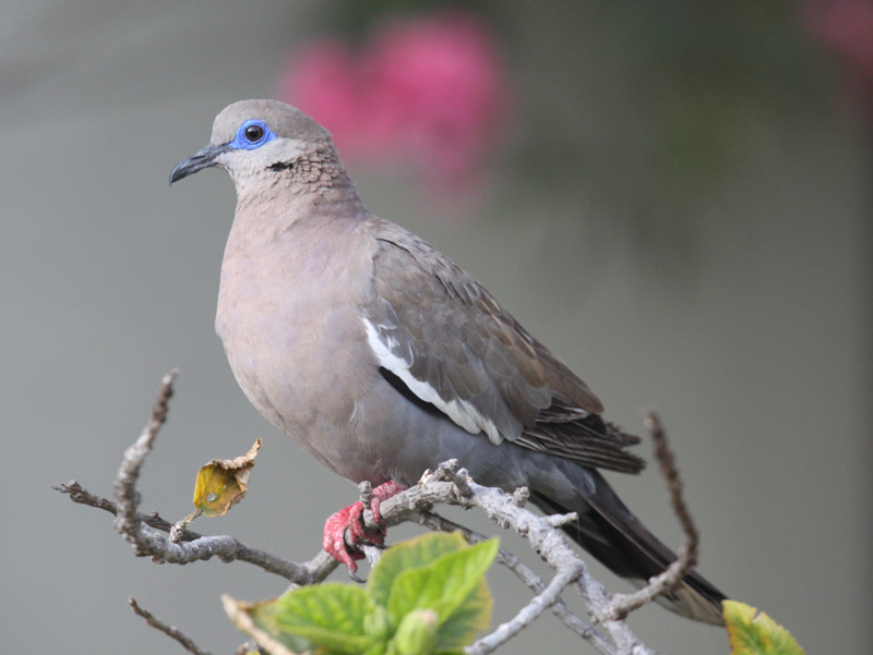 Zenaida Meloda Ecured zenaida meloda ecured