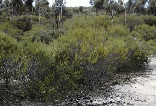 Archivo:Acacia lobulata.jpg