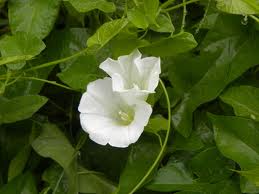 Correhuela mayor4.jpg