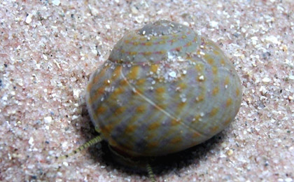 Archivo:Gibbula divaricata.jpg