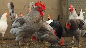 Archivo:Indio leon.jpg