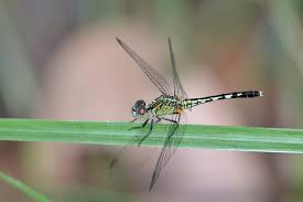 Libélula dragón verde.jpg