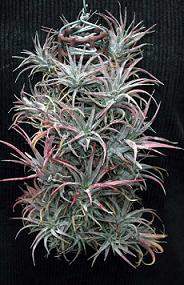 Tillandsia praschekii.jpg
