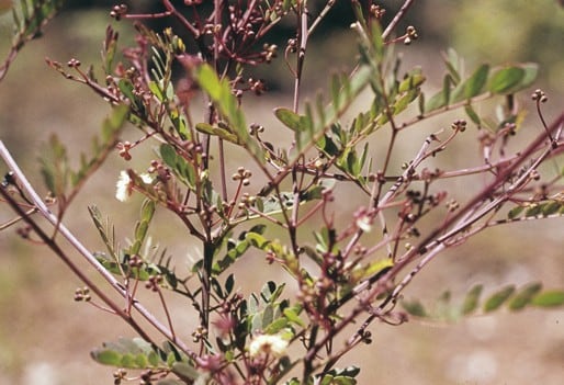 Archivo:Acacia gilbertii.jpg