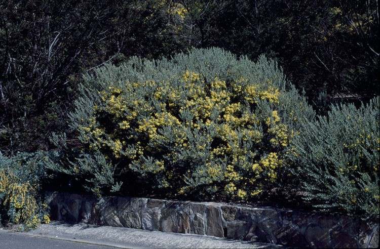 Archivo:Acacia kybeanensis 2.jpg