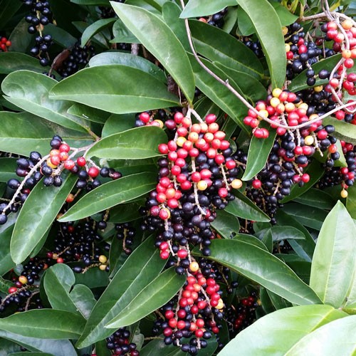 Archivo:Antidesma burni.jpg