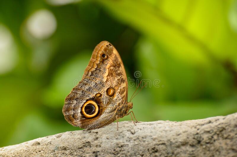 Archivo:Caligo beltrao.jpg