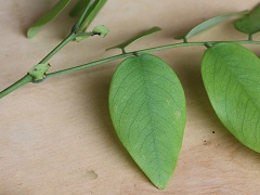 Archivo:Camararia retusa .jpg