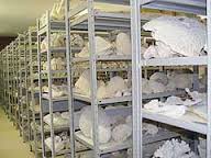 Colecciones biológicas 1.jpg