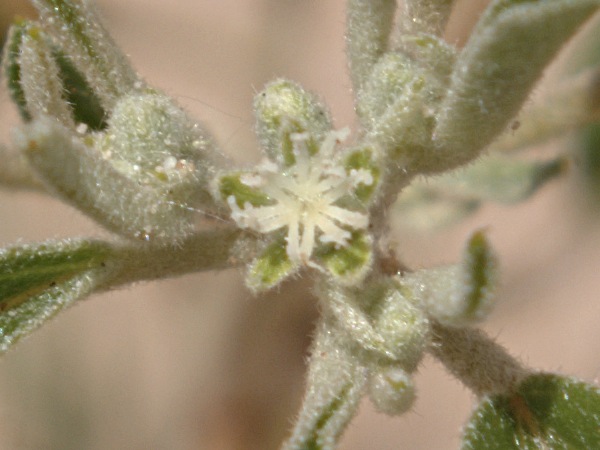 Archivo:Croton texensis 1.jpg