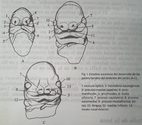 Archivo:Figura I.jpg