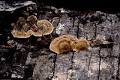 Hongo de la madera.jpeg