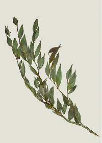 Maytenus lineata.jpg