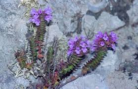 Micromeria glomerata.jpg