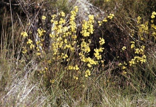 Archivo:Acacia flagelliformis.jpg