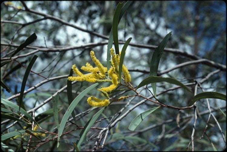 Archivo:Acacia julifera 4.jpg