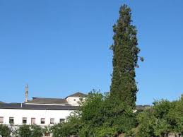Archivo:Ciprés convento La Anunciada JC 11.jpg