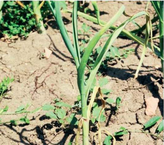 Archivo:Daños acaro1 ajo.jpg