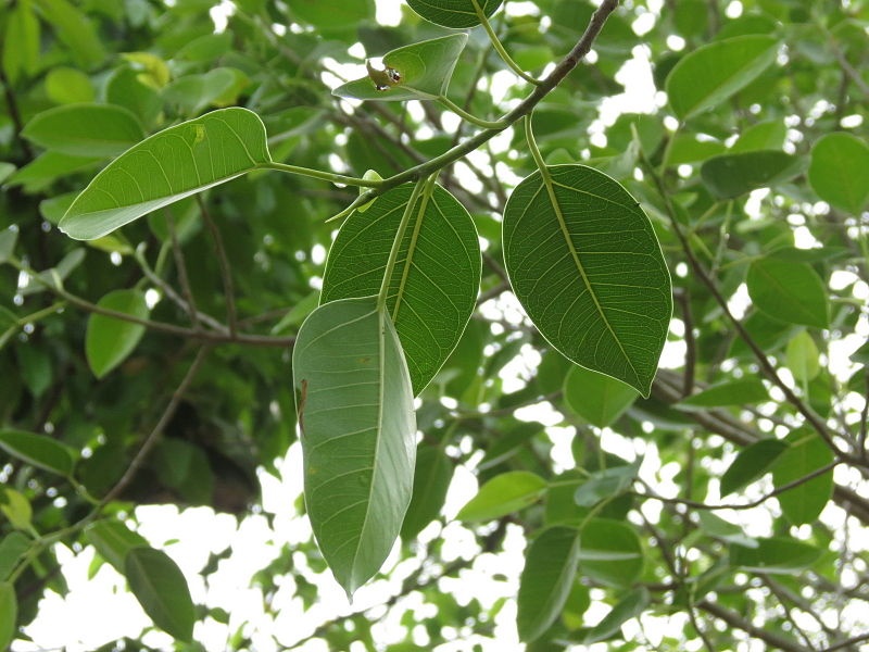 Archivo:Ficus talbotii 2.jpg