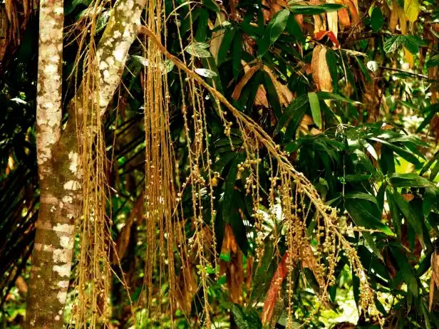 Archivo:Ficus treubii.jpg