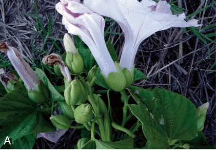 Archivo:Ipomoea cardenasiana.jpg