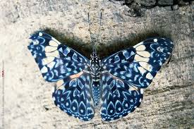 Mariposa Hamadryaaaa.jpg